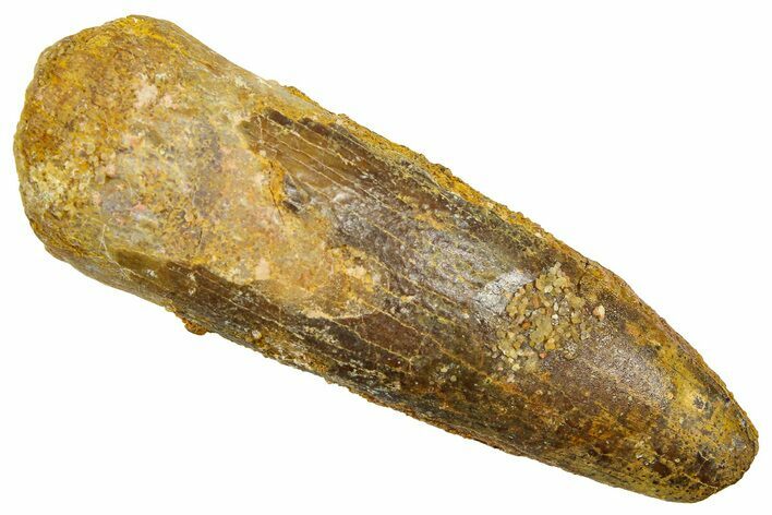 Fossil Sauropod Dinosaur (Titanosaur) Tooth - Morocco #369660